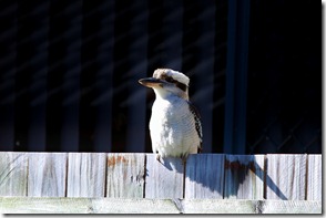 2011-06-20 Kookaburra 007