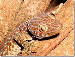 TokayGecko